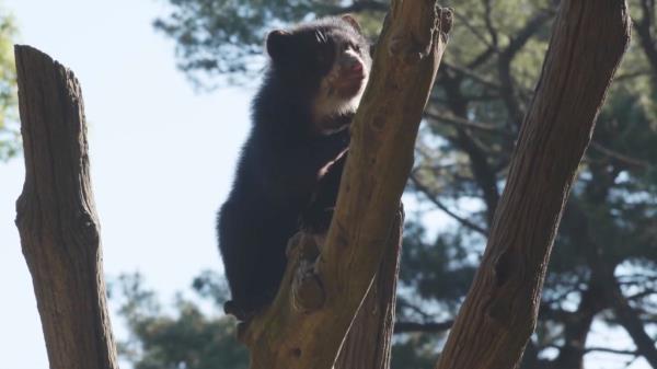 The cubs are already practicing their climbing at the zoo.