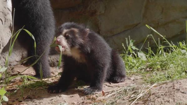Although small, the cubs are expected to grow as long as six feet o<em></em>nce they reach adulthood. 