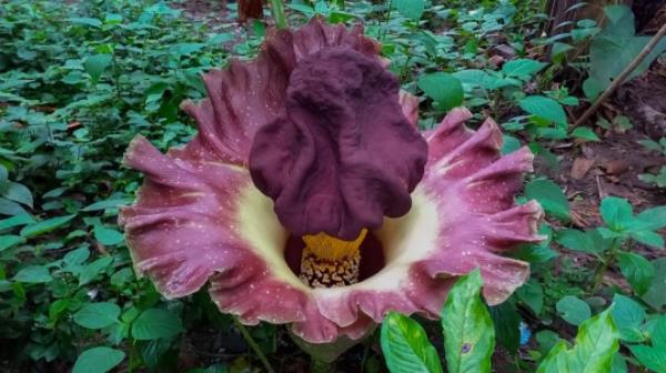 There are 42 species of the parasitic plant 
