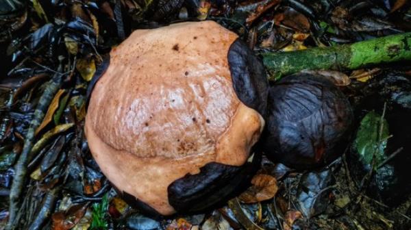 The Rafflesia bud is not the most attractive either 