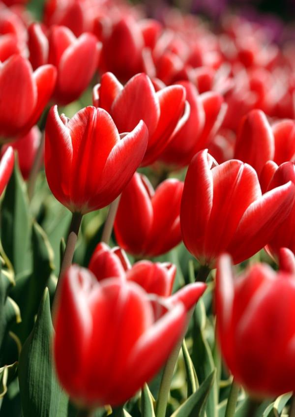 Tulips. 
