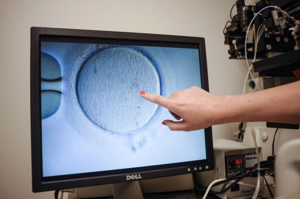 person points to an embryo on a computer monitor