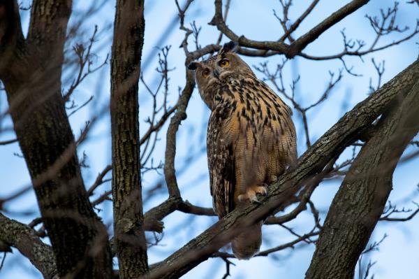 Flaco the owl
