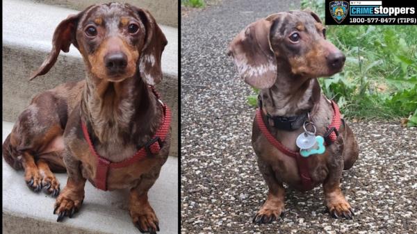 Photos of Milkshake, a 10-year-old female dachshund stolen in the Bronx.
