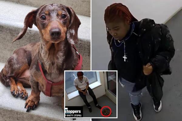 纽约青少年绑架情感支持犬被抓：警察