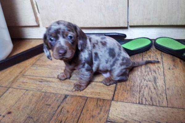 Milkshake, a daschund, is seen in a photo provided by owner Luz Mo<em></em>ntanez Wednesday, May 29, 2024.