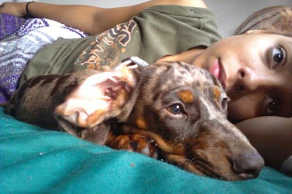 Milkshake, a daschund, is seen in a photo provided by owner Luz Mo<em></em>ntanez Wednesday, May 29, 2024. 