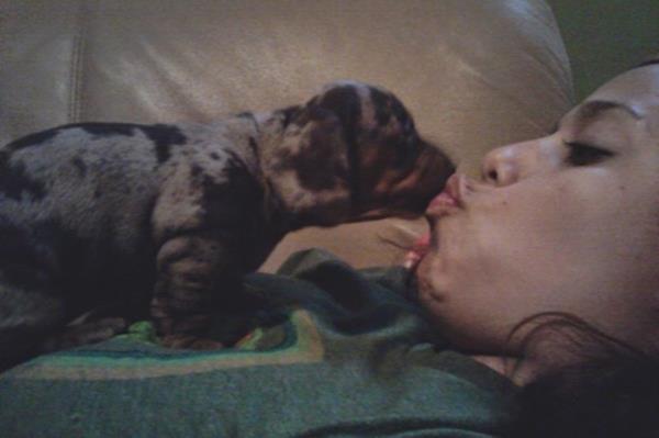 Milkshake, a daschund, is seen in a photo provided by owner Luz Mo<em></em>ntanez Wednesday, May 29, 2024.