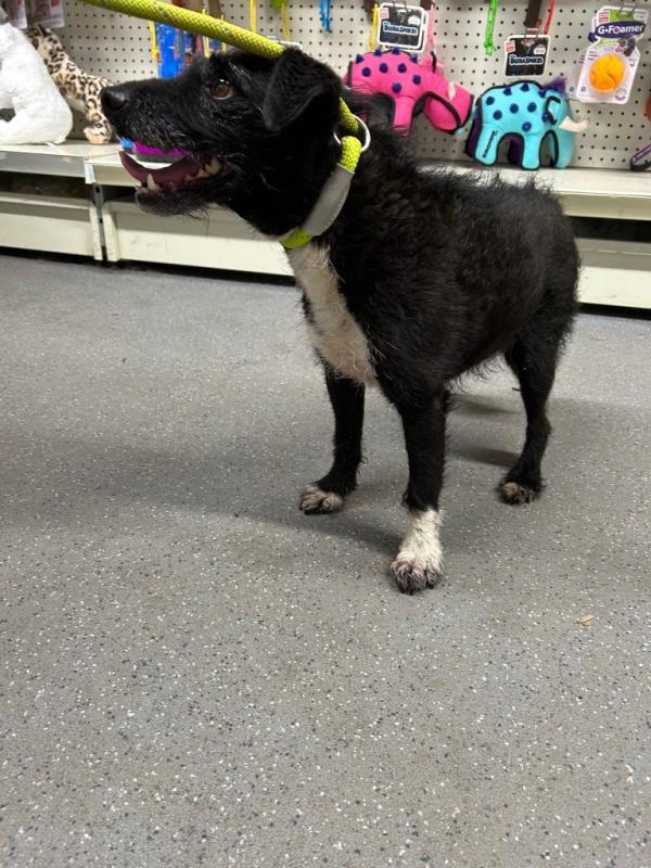 The individual — whom Lost Dog Recovery UK South said was 