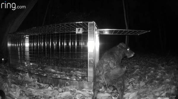 Over the next week, Lost Dog Recovery UK South worked on establishing a 