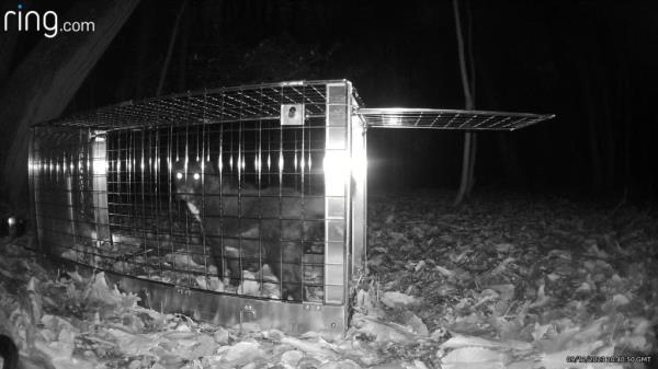 The group finally trapped her and brought her in on Dec. 9, the organization said. 