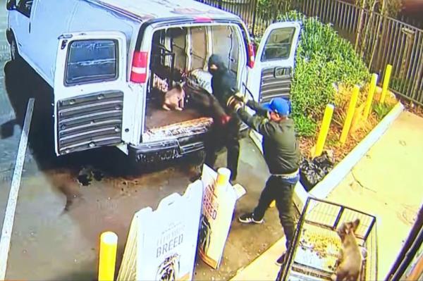 Video from a California pet store shows thieves throwing stolen puppies