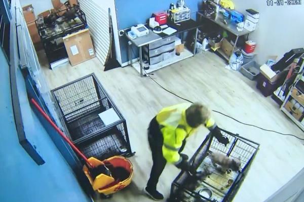 The culprits seen grabbing large cages housing the Frenchies