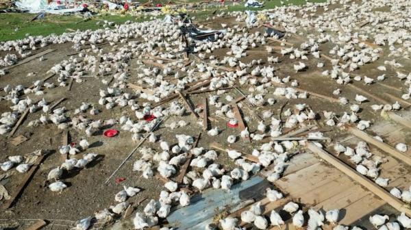Reeves said the tornado left more than 1,000 chickens dead and more than 80,000 out in the open.