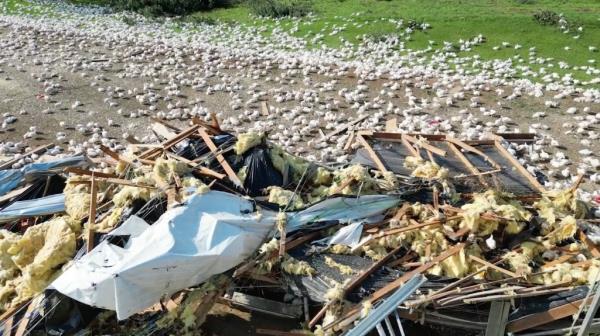 A poultry farm in the direct path of the EF-3 tornado was leveled, leaving tens of thousands of chickens unsheltered.