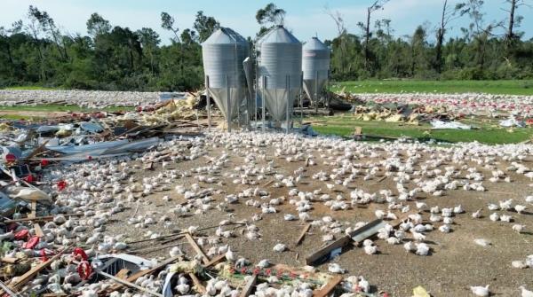 Footage recorded by Christian M. Chevres Nevarez on Mo<em></em>nday showed the aftermath at the poultry farm in Jasper County.