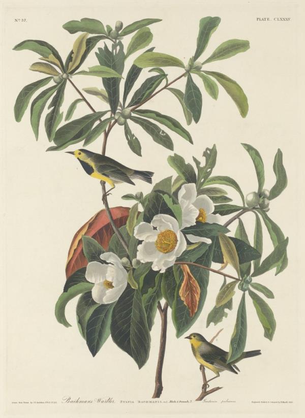 Also joining the list was Bachman's warbler, shown in an 1834 depiction by artist Robert Havell.