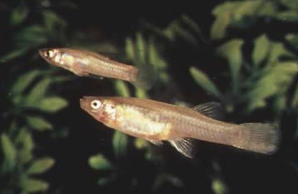 The San Marcos gambusia was removed from the endangered list this year.