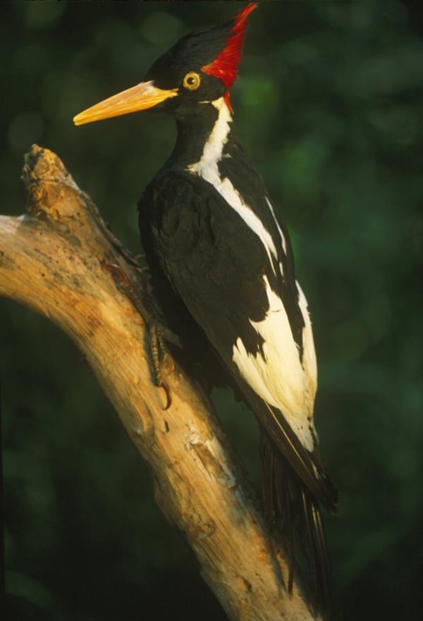 The ivory-billed woodpecker will remain on the endangered list pending further research.