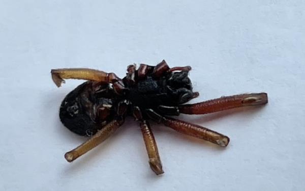 PIC FROM Kennedy News and Media (PIC SHOWS: THE FALSE WIDOW SPIDER STUART VESTY, 50, FOUND IN HIS BED AFTER IT HAD BITTEN HIM) A teacher feared he was havin<em></em>g a STROKE when his face suddenly drooped o<em></em>nly to discover it was a horror reaction to a false widow spider BITE - that left him with a bio<em></em>nic green 'Terminator eye'. Stuart Vesty said he woke up in the night to his face 'throbbing' and the following morning noticed his face had begun to sag on the right side. Initially worried he was havin<em></em>g a stroke, the 50-year-old raced to Queen Elizabeth The Queen Mother Hospital in Margate, Kent, last mo<em></em>nth [August 16th]. But before he left Stuart noticed the squashed corpse of a spider lurking in his bed and, suspecting he could be staring at the culprit, boxed it up and took it with him to hospital. DISCLAIMER: While Kennedy News and Media uses its best endeavours to establish the copyright and authenticity of all pictures supplied, it accepts no liability for any damage, loss or legal action caused by the use of images supplied and the publication of images is solely at your discretion. SEE KENNEDY NEWS COPY - 0161 697 4266