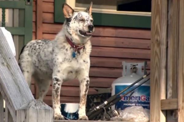 The dog ran into the trees before it was chased out -- as the woman said the canine was trying save her from the bear.