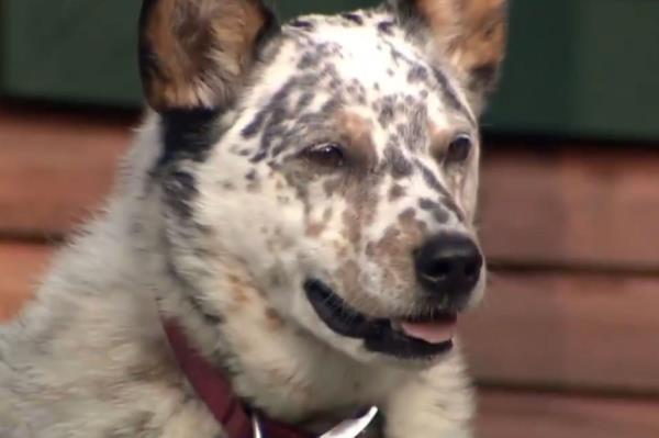 The woman said the bear ran near her backyard wher<em></em>e the dog had been at the time. 