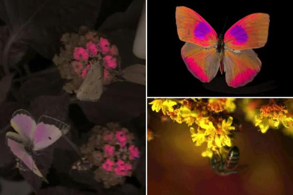 butteryfly