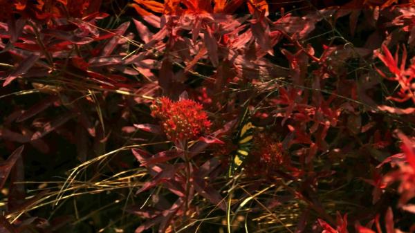 plant