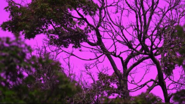tree