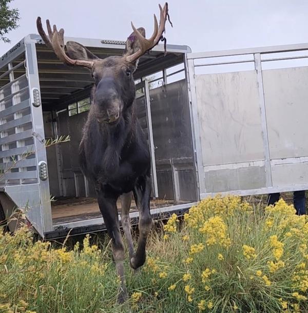 moose