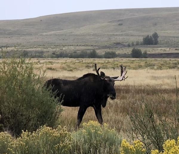 moose
