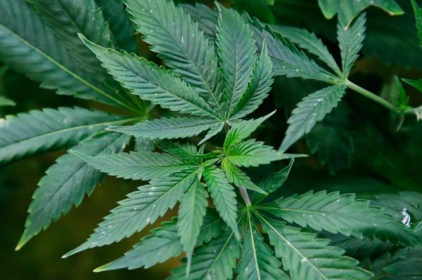 FILE - Marijuana plants are pictured at a growing facility in Oklahoma City.