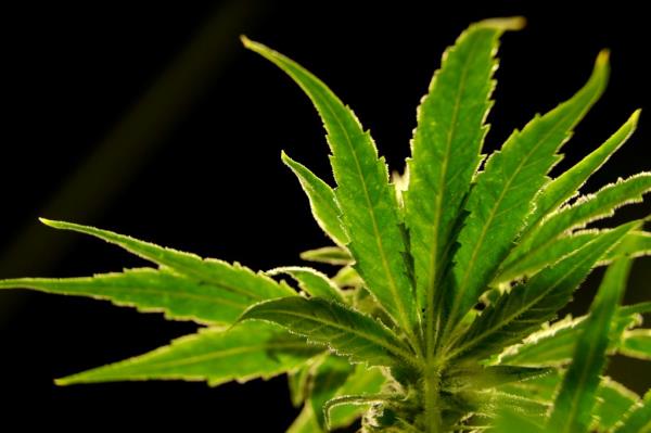  a marijuana plant is visible.