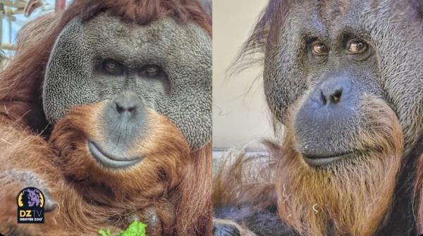 orangutans