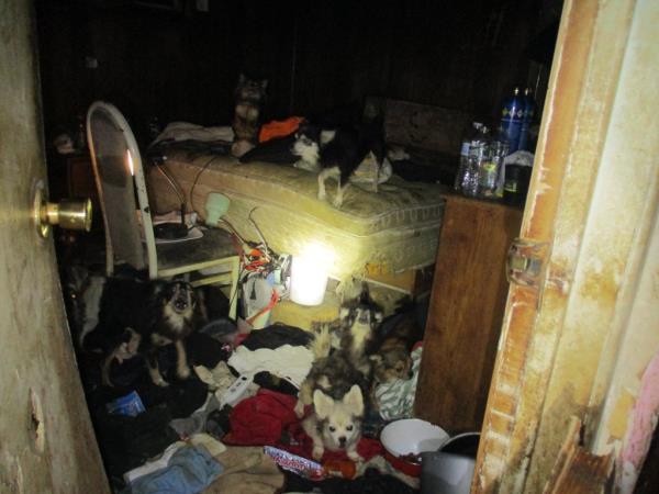 The dogs were found inside the Suffolk County home.