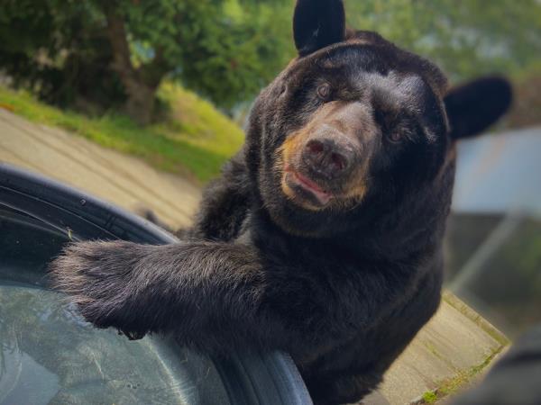 Ho<em></em>ney the black bear, the star attraction at an ecology center on Long Island was horribly abused and neglected by the taxpayer funded facility up until her dying day, according to reports.