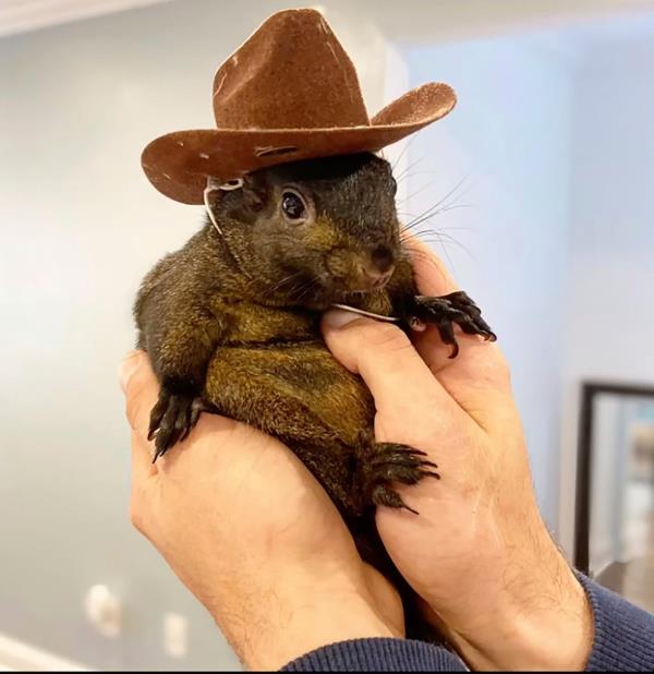 This undated image provided by Mark Lo<em></em>ngo shows his pet squirrel Peanut that was seized by officers from the state Department of Enviro<em></em>nmental Conservation.