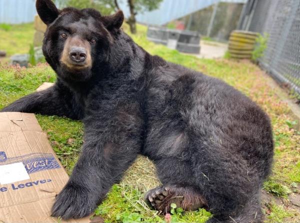 Ho<em></em>ney the black bear.