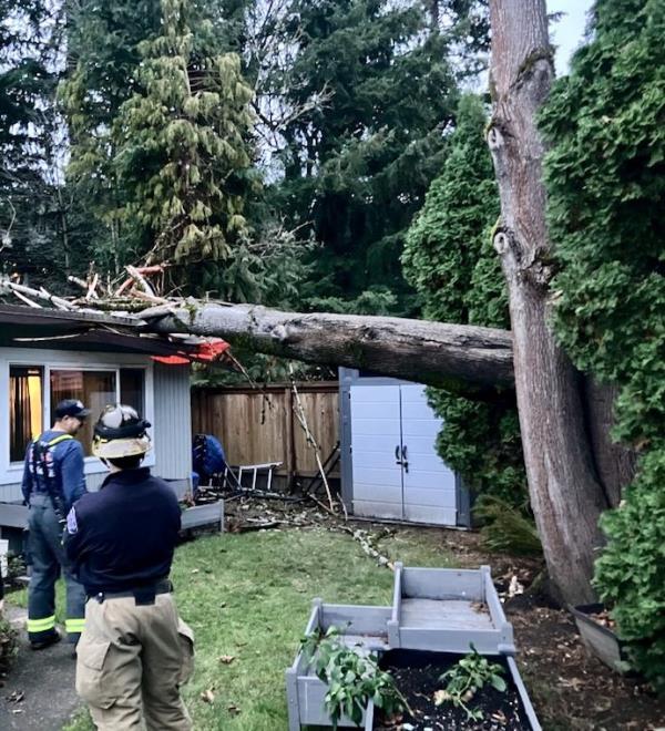 A large tree lies on a roof.