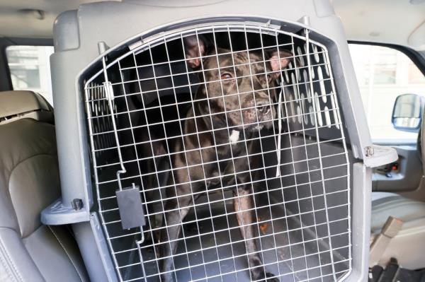 pit bull that attacked a pizza shop worker