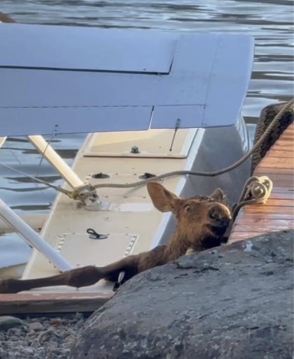 Spencer Warren and two police officers rescuing a trapped moose calf from Beluga Lake in Homer, Alaska, which had fallen into a narrow space between a floatplane and a dock.