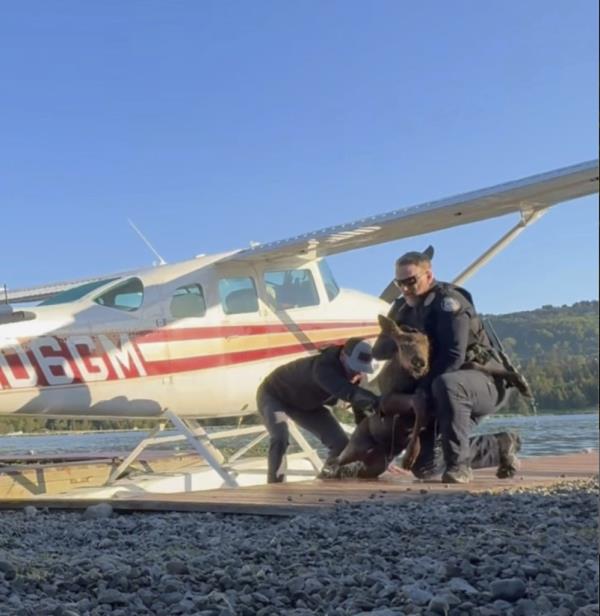 Spencer Warren and police officers rescuing a moose calf trapped between a floatplane and a dock at Beluga Lake, Homer, Alaska