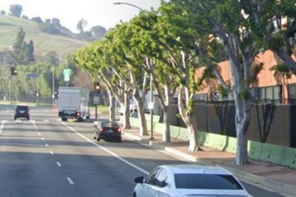trees on side of road