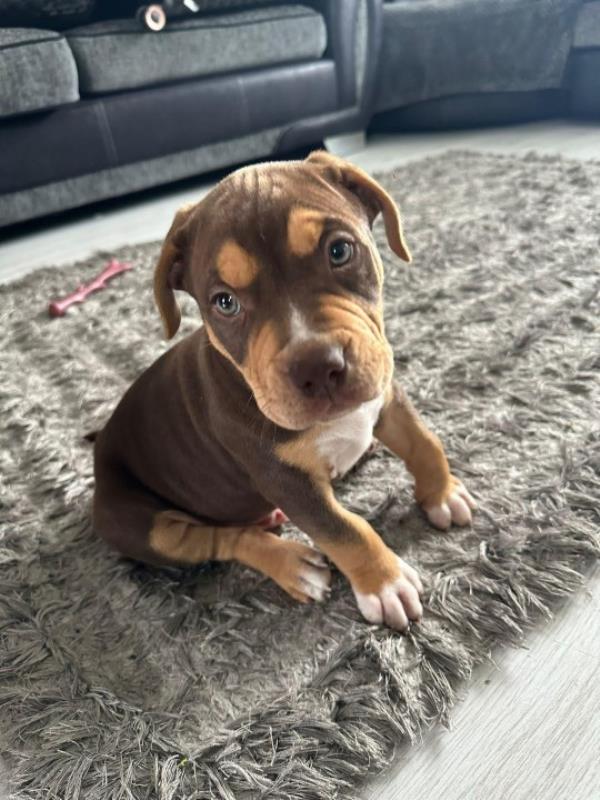 Aaron says his puppy Bear is like 'any loving puppy' (Picture: Aaron Smith-Holding)