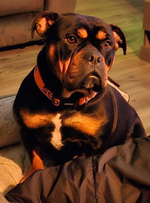 Little pup Bear's dad... (Picture: Aaron Smith-Holding)
