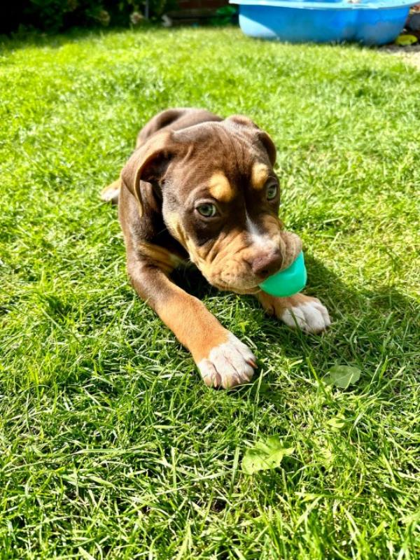 Bear is a 12-week-old American XL bully crossed with an Old Tyme Bulldog - but he could soon be a banned pet (Picture: Aaron Smith-Holding)