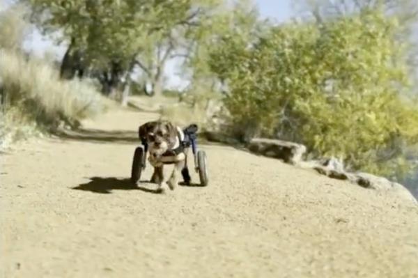 Griff stolen dog wheelchair