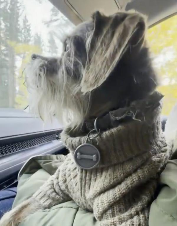 Griff dog wheelchair stolen