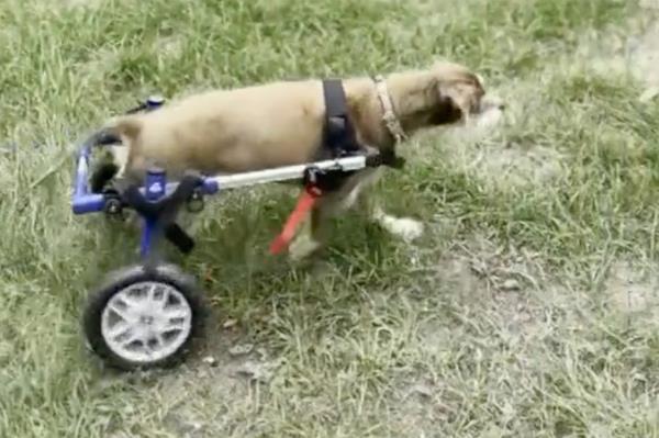 Griff has always enjoyed going on long walks and his wheelchair helps him push around three miles daily. 