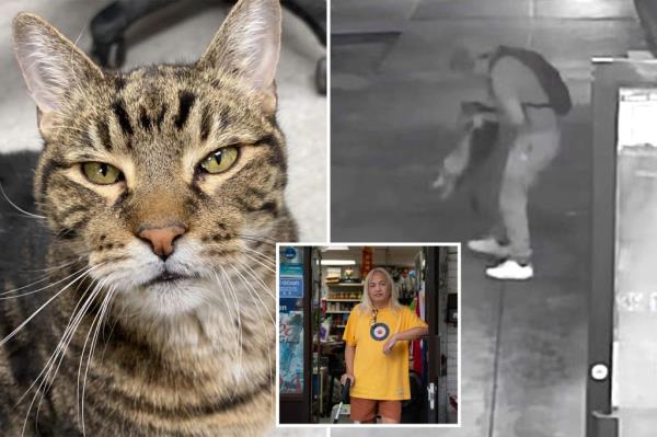 心爱的18岁酒窖猫在纽约熟食店外被抓